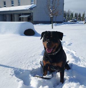 Skandur nowy pies prudnickiej policji rasy rottweiler szkoli się w śniegu.
