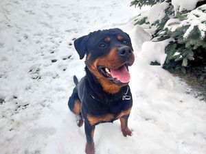 Skandur nowy pies prudnickiej policji rasy rottweiler szkoli się w śniegu.