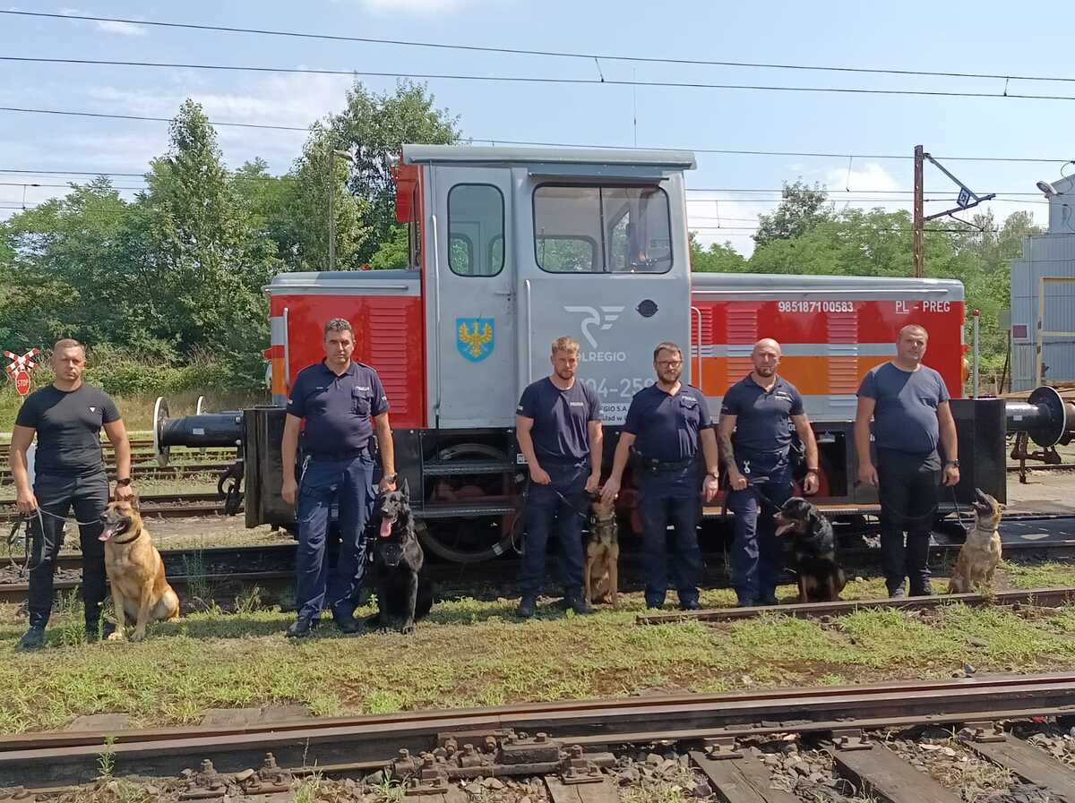 zdjęcie: policjanci i psy służbowe biorące udział w szkoleniu