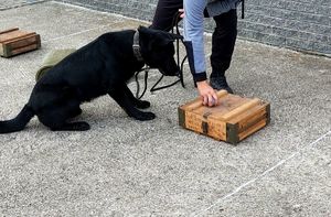 Pies w trakcie ćwiczeń sprawdza pakunki w poszukiwaniu narkotyków lub materiałów wybuchowych.
