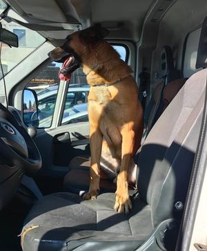 Pies w trakcie ćwiczeń sprawdza wnętrze samochodu w poszukiwaniu narkotyków lub materiałów wybuchowych.