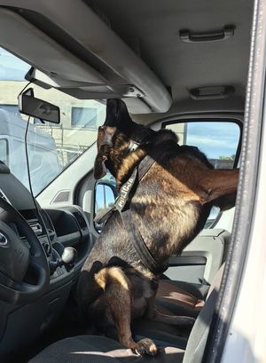 Pies w trakcie ćwiczeń sprawdza wnętrze samochodu w poszukiwaniu narkotyków lub materiałów wybuchowych.